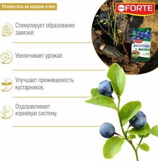 Bona forte для голубики и лесных ягод