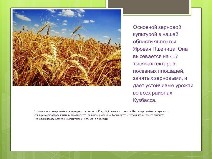 Зерновой культурой является. Зерновой культурой является
