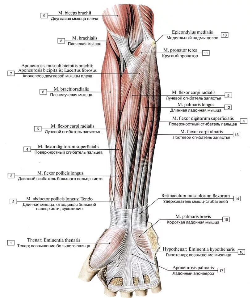 Сгибатель латынь. Передняя группа мышц предплечья первый слой. Мышцы локтевого сустава анатомия. Мышцы предплечья передняя группа на латыни. Локтевой сгибатель кисти мышца.