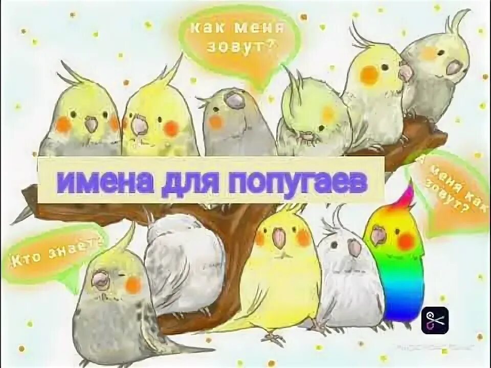 Имена для попугаев мальчиков волнистых. Клички для попугаев. Имя для попугайчика мальчика. Волнистый попугайчик голубой мальчик. Имена для попугаев мальчиков волнистых.