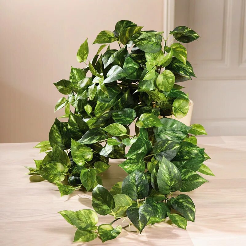 Мужегон сциндапсус. Лиана сциндапсус эпипремнум. Плющ мужегон. Сциндапсус пиктус аргуреус. Стендапсус.