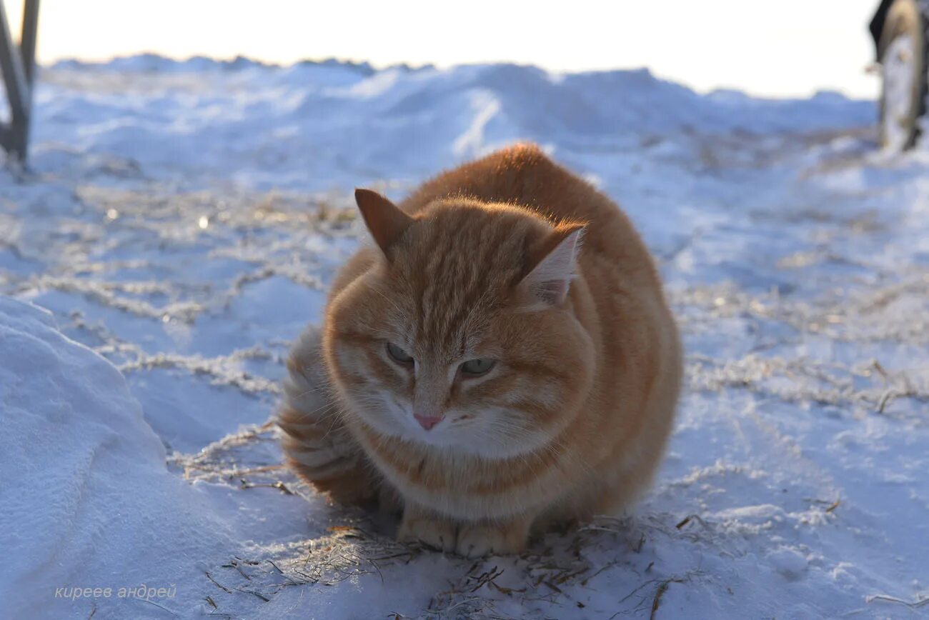 Рыжий кот дзен. Фото дзен котов. Дзен фото и клипы про кошек. Рыжая рассказ на дзен