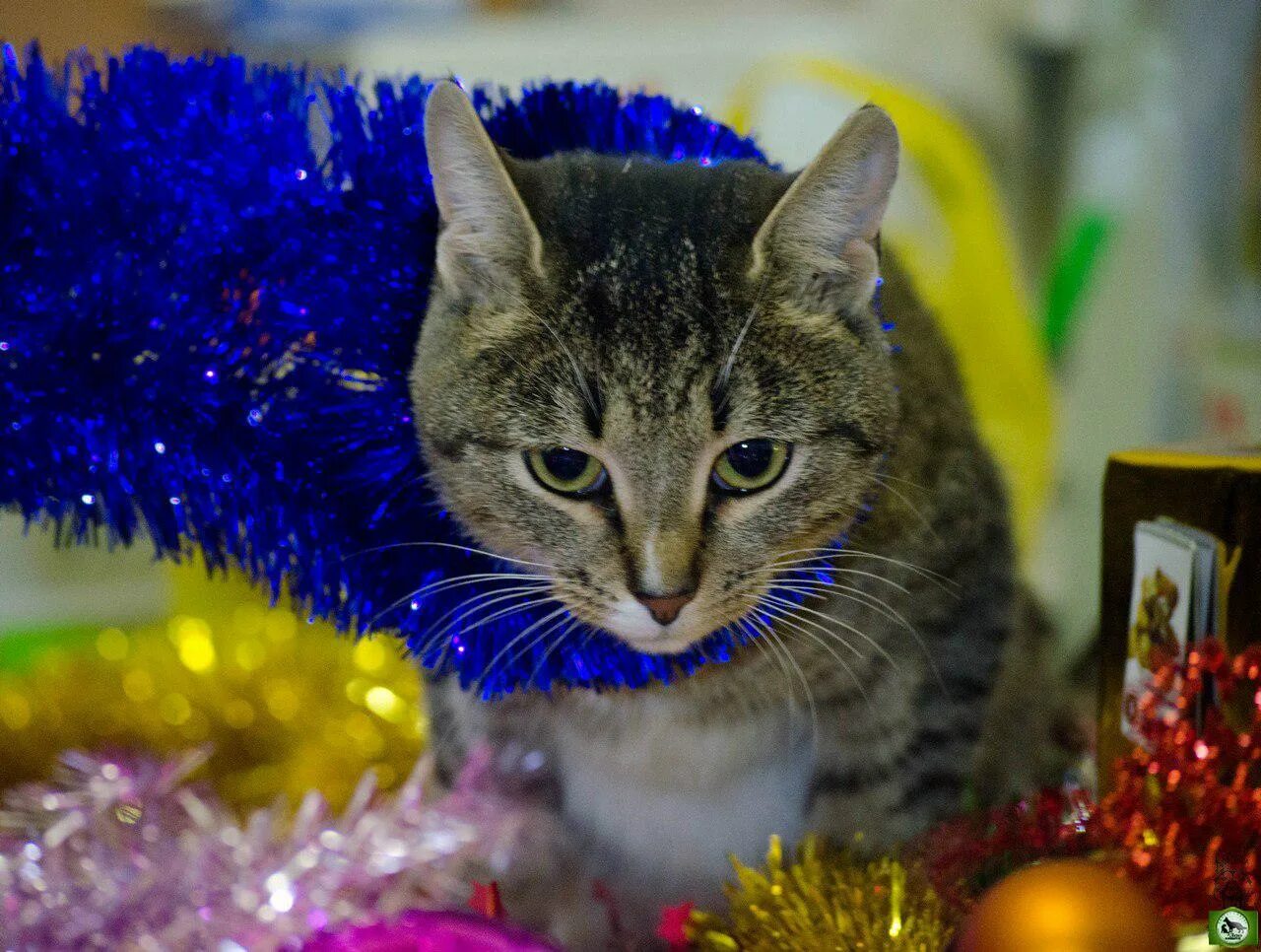 коты в моем мире