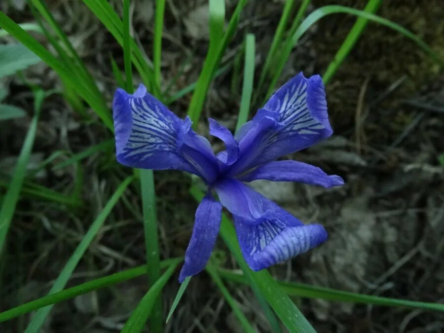 Ирис карликовый степной. Ирис касатик карликовый. Ирис занесен в красную книгу. Касатик (ирис) перепончатый. Ирис приземистый (iris humilis georgi).