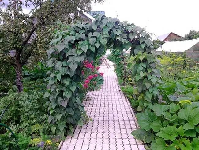 Вьющаяся фасоль выращивание. Вьющаяся фасоль выращивание
