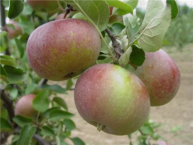 Белорусские яблони купить. Сорт яблони белорусское сладкое. Яблоня Лавфам. Сорта яблони Скрыжапель. Скрижапель сорт яблок.
