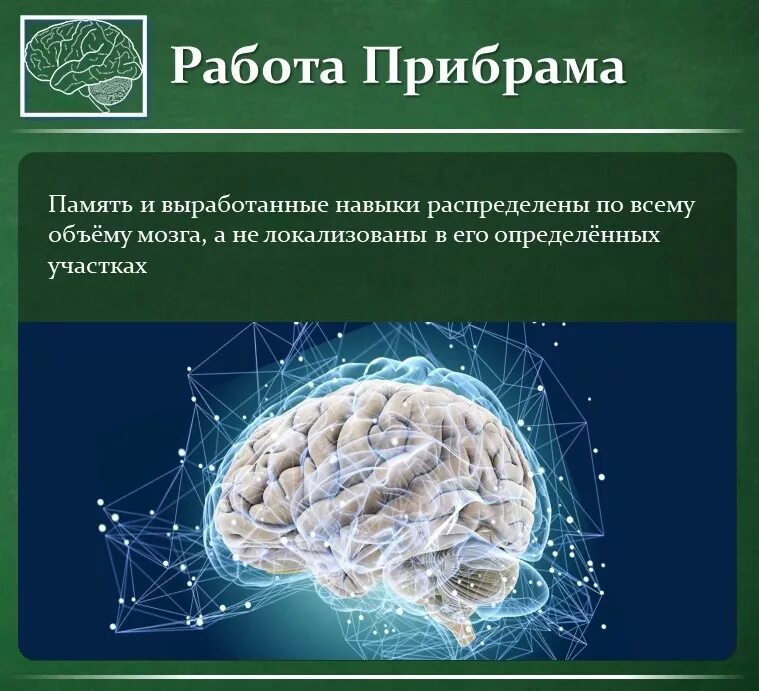 Принципы деятельности мозга. Голография мозга. Голографический принцип работы мозга. Голографическая теория к. Прибрама.
