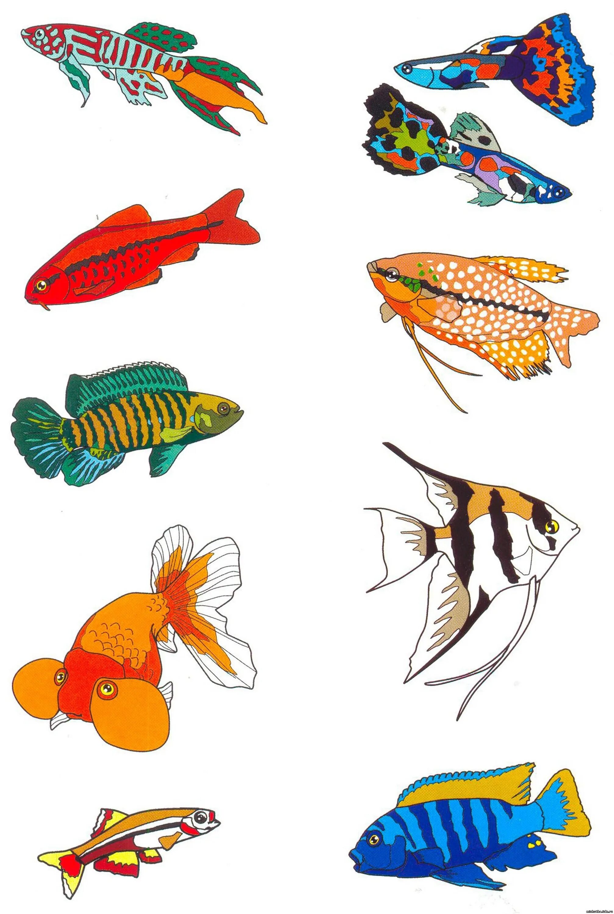 Аквариумные рыбы детский сад. Аквариумные рыбки для дошкольников. Рыбка картинка для детей. Рыбы разные для детей.