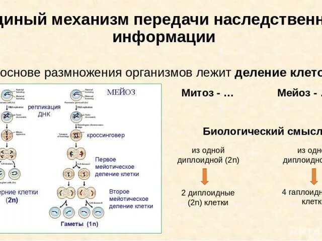 Наследственная информация мейоза