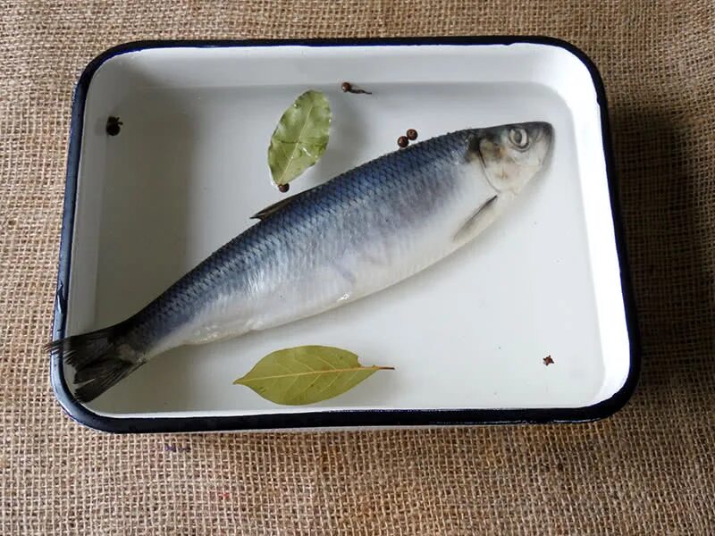 форма сельди. сельдеобразные сардина. сельдь залом. сельдеобразные салака. Clupea harengus harengus.