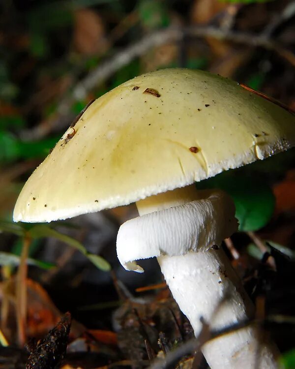 Бледная поганка гриб. Бледная поганка зеленая. Бледная поганка Луговая. Бледная поганка гриб осенний. Тип бледной поганки