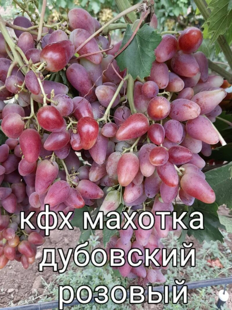 Дубовский розовый отзывы