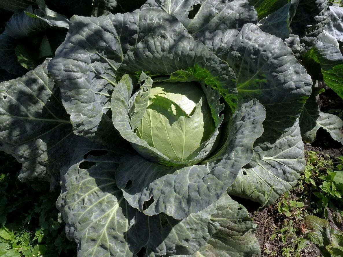 Капуста огородная автотрофы. Капуста кочанная Brassica. Brassica oleracea. (Brassica oleracea l.), сорт «Корато». Brassica oleracea var.capitata l..