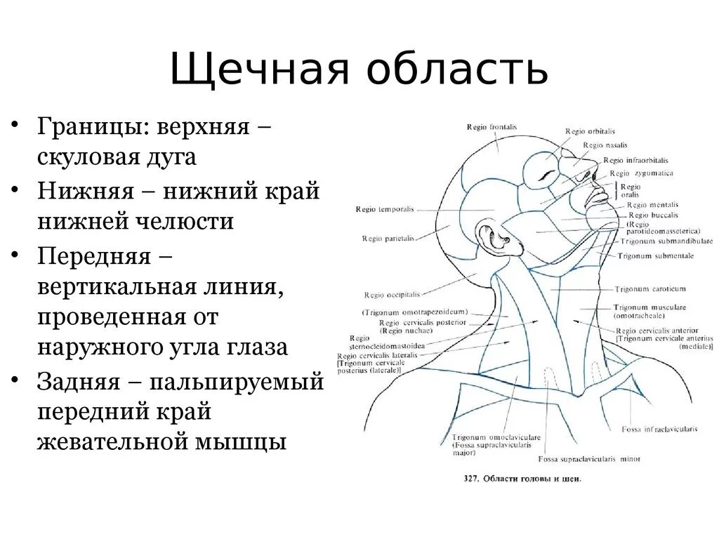 Отдел затылок. Щечная область лица топографическая анатомия. Топографическая анатомия щечной области слои границы. Послойная топография щечной области. Послойное строение щечной области.