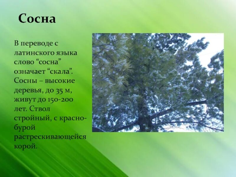 Сосна новое слово. Сосна описание. Сообщение о сосне. Сосна текст. Научный текст про сосну.