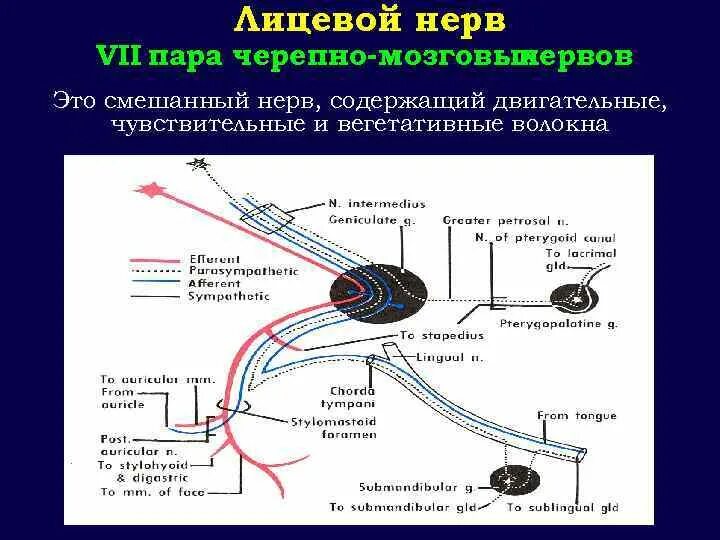 Лицевой нерв путь схема неврология. 7 Пара черепных нервов схема. 7 Пара ЧМН ядра. Парасимпатические волокна лицевого нерва. 7 черепной нерв