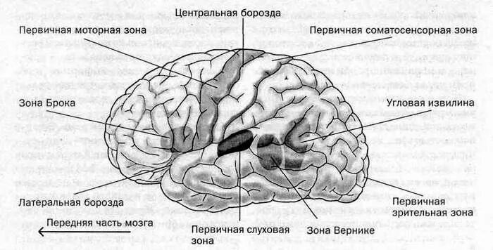 Слуховой центр коры мозга. Слуховая зона коры головного мозга.