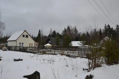 Осинки белоостров