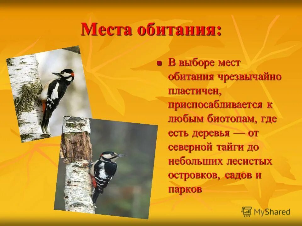 Пестрый дятел составить предложение. Среда обитания дятла. Большой пестрый дятел среда обитания. Пестрый дятел среда обитания. Среда обитания большого пестрого дятла таблица.