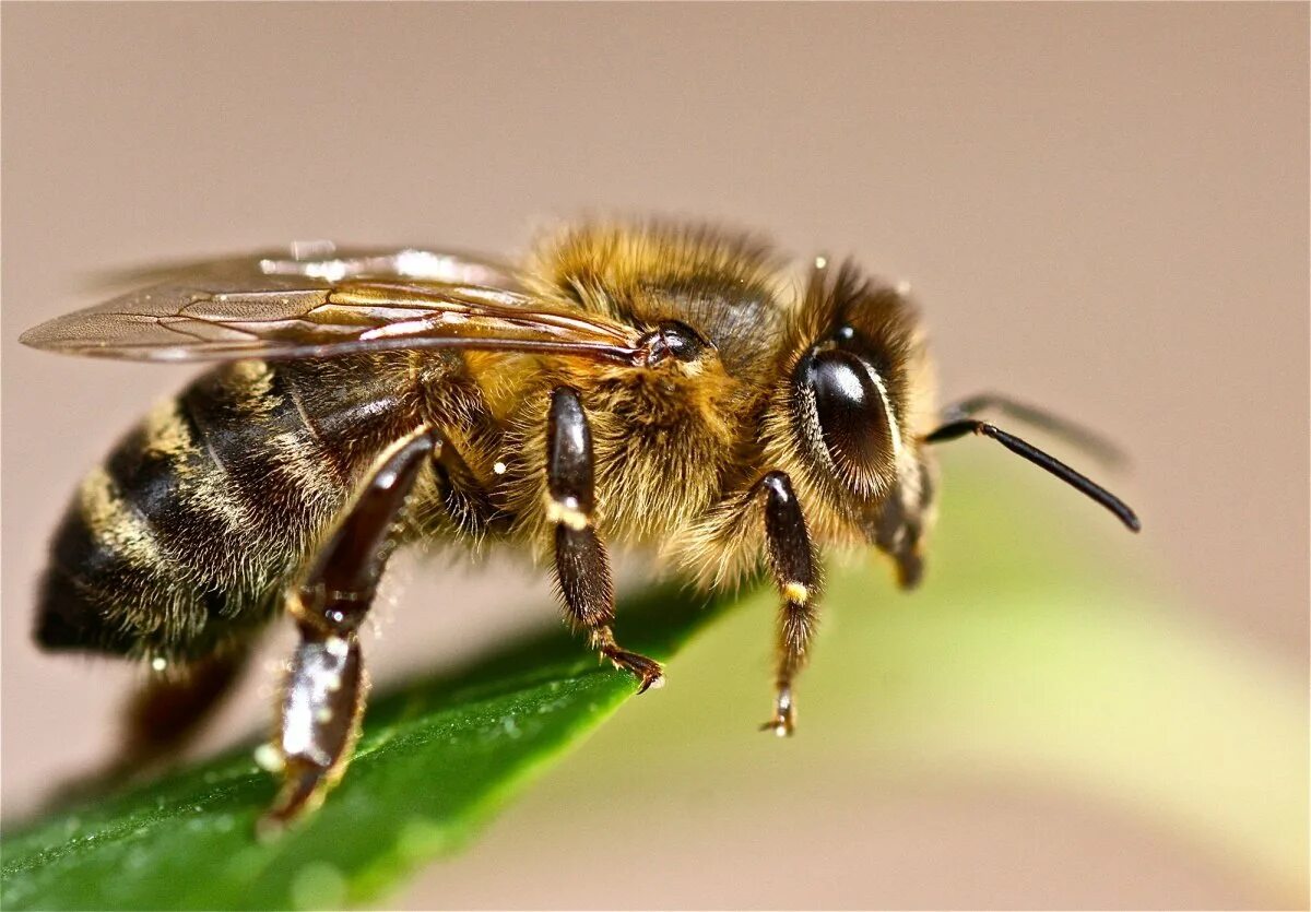 Домашние насекомые пчелы. Пчела АПИС Меллифера. Медоносная пчела. Рабочая пчела. Пчела фото.