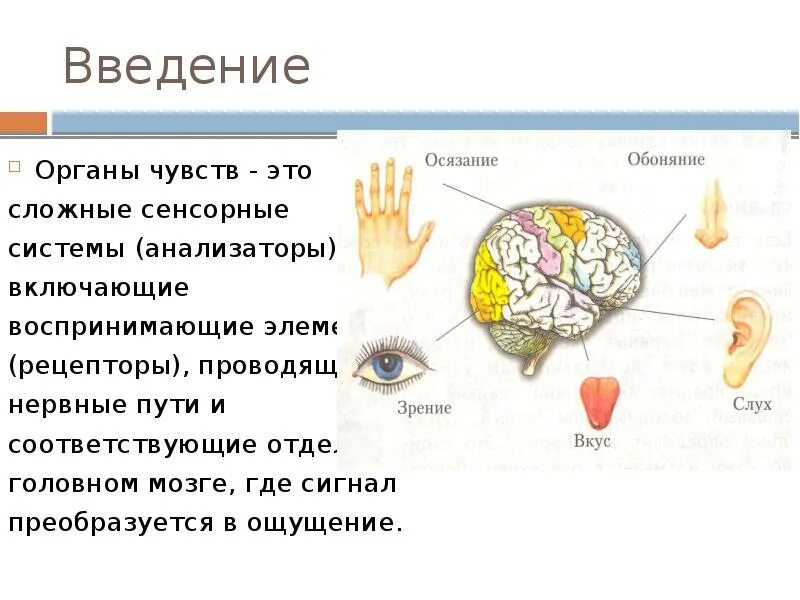 Понятия «анализатор», «сенсорная система» и «орган чувств». Органы чувств анализаторы их строение и функции. Общая схема строения и функционирования органов чувств.. Рецептор орган чувств анализатор. Какие рецепторы участвуют в осязании