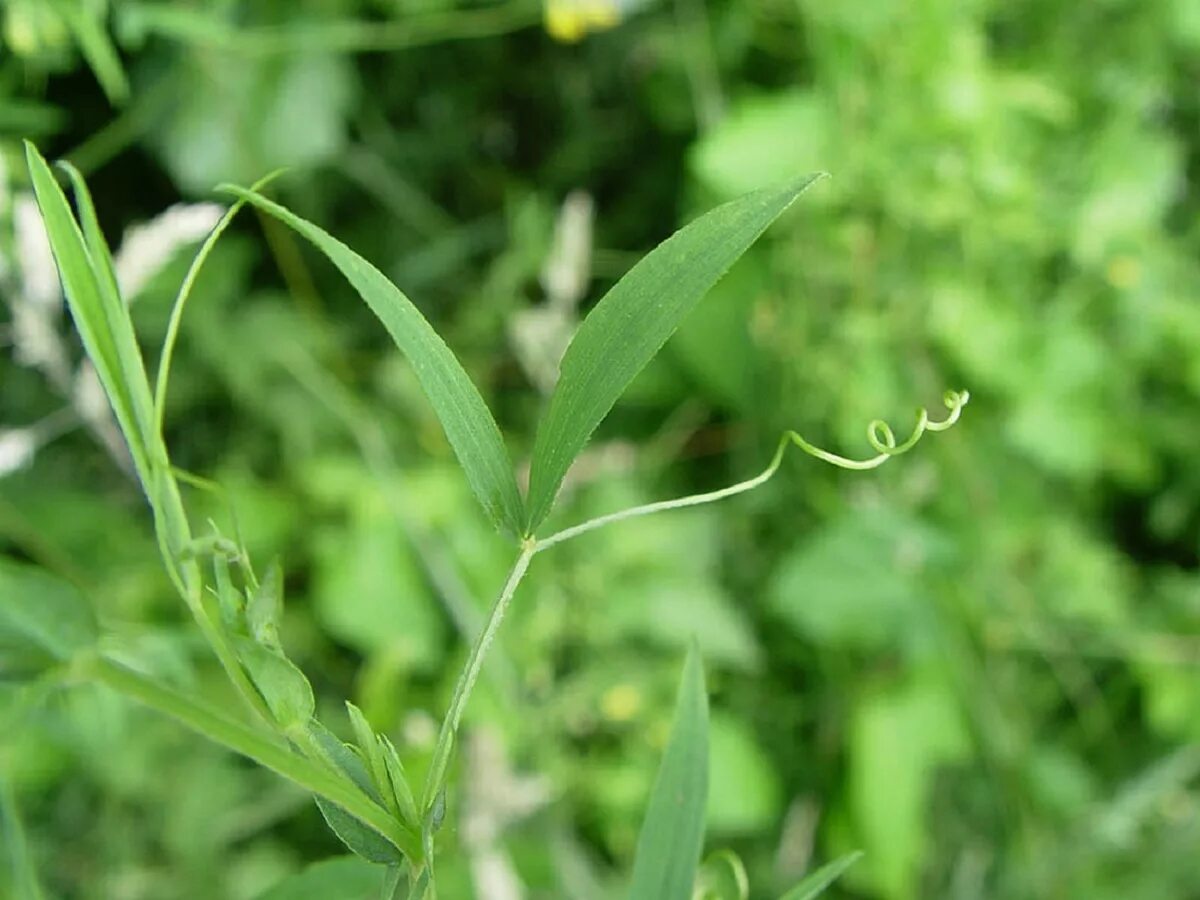 Чина Луговая (Lathyrus pratensis). Стебель чины Луговой. Лист чины Луговой. Láthyrus pratensis - чина Луговая.