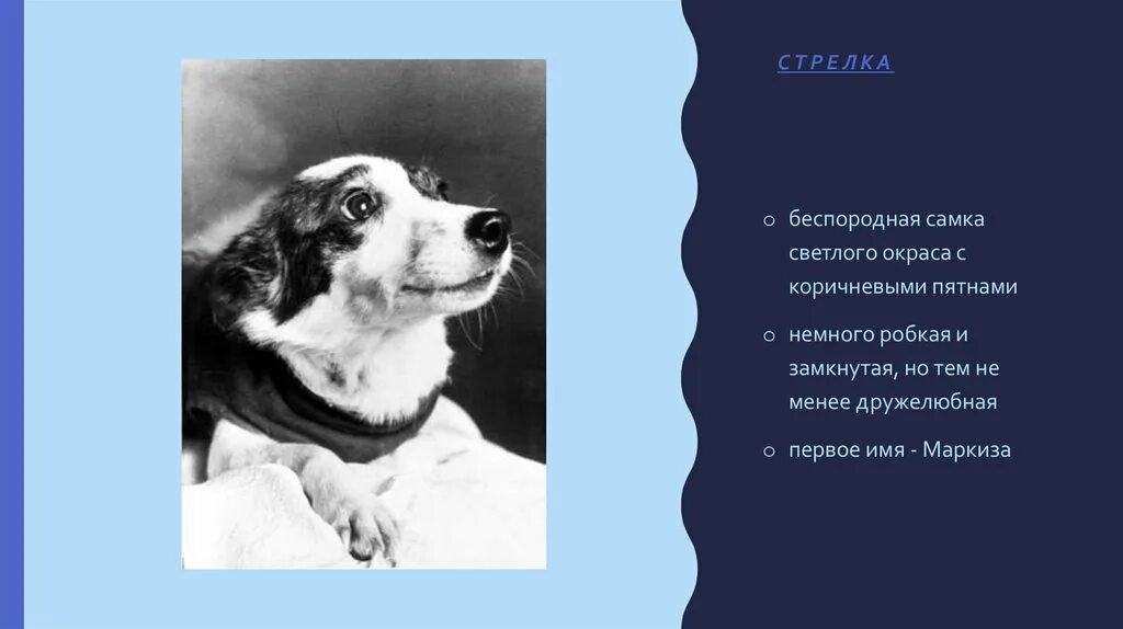 Клички собак в космосе. Имя первой собаки в космосе. Беспородная собака белка. Собака белка Репин. Беспородные собаки Хабенского и Лазарева.