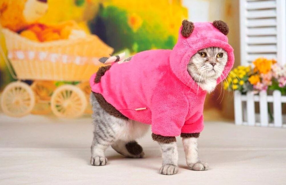 Свитер для кошки. Покажи котиков с одеждой. Кот в свитере. Котенок в платье. Кот в одежде.