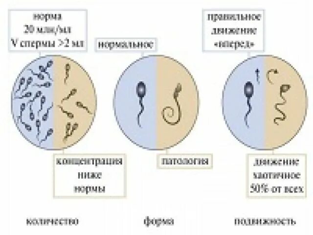 Что такое семенная жидкость у женщины