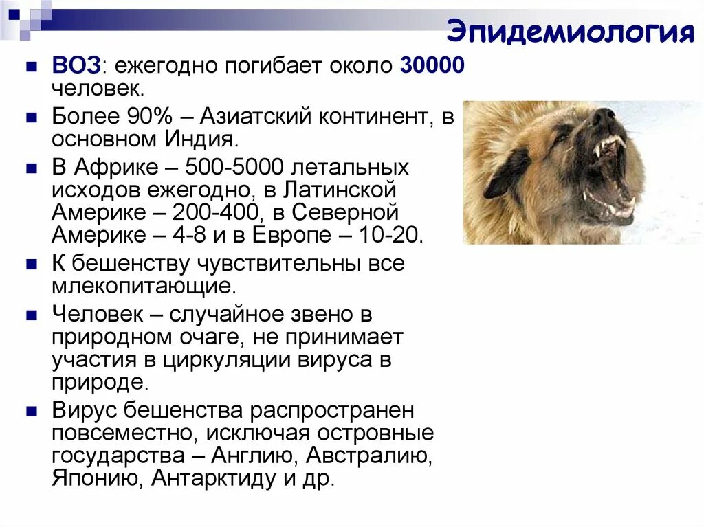 Вирус бешенства латынь. Бешенство эпидемиология. вирус бешенства эпидемиология. бешенство эпидемиология презентация. эпидемиология патогенез бешенства.