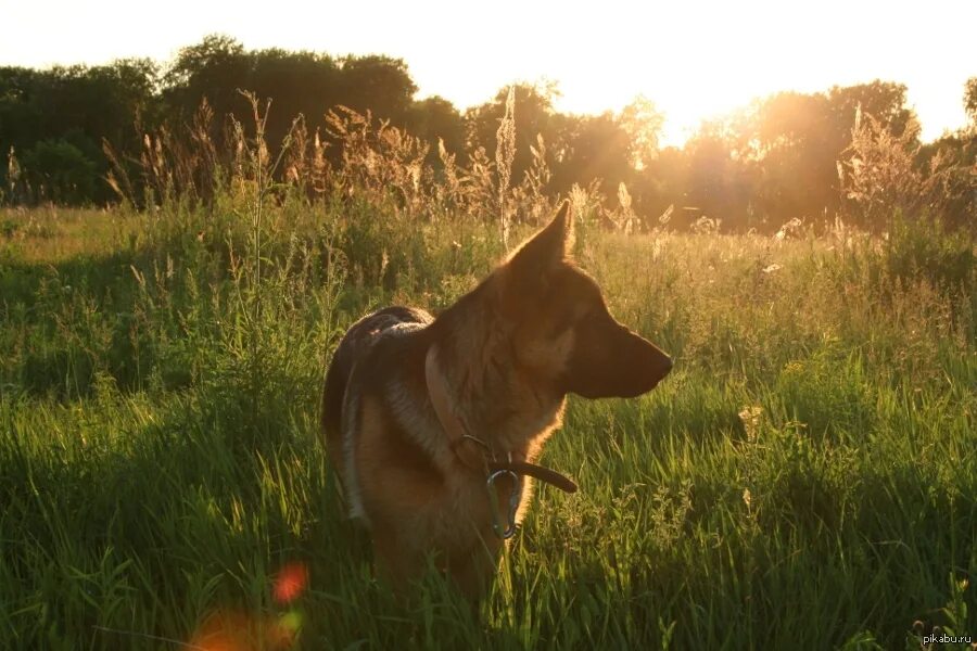 Dog village. Деревенские собаки. Собака в деревне Эстетика. Собака лето деревня. Лето с собакой Эстетика деревня.