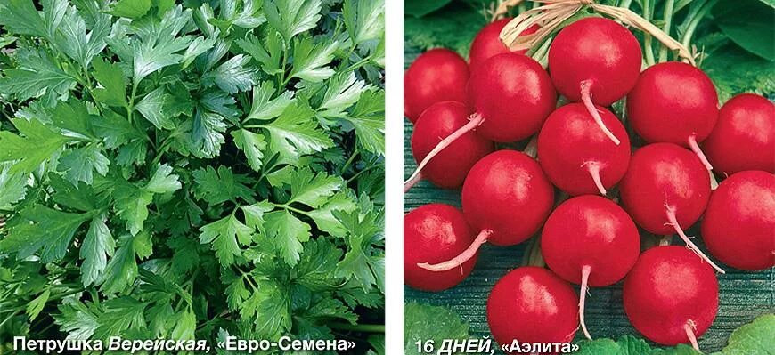 Редис 16. Редис 16 дневный (2г). томат сварт.