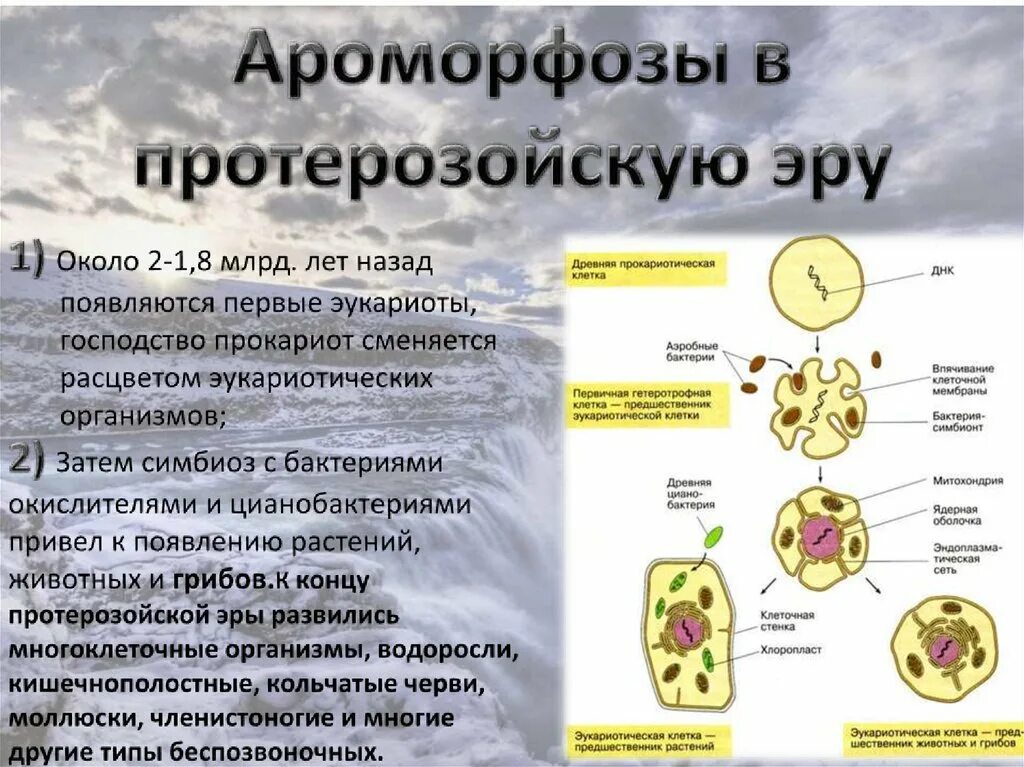 Появление первых клеток эра. Симбиотическая гипотеза появление эукариот. Гипотезы происхождения эукариотических клеток. Гипотеза симбиоза. Появились первые эукариоты эра.