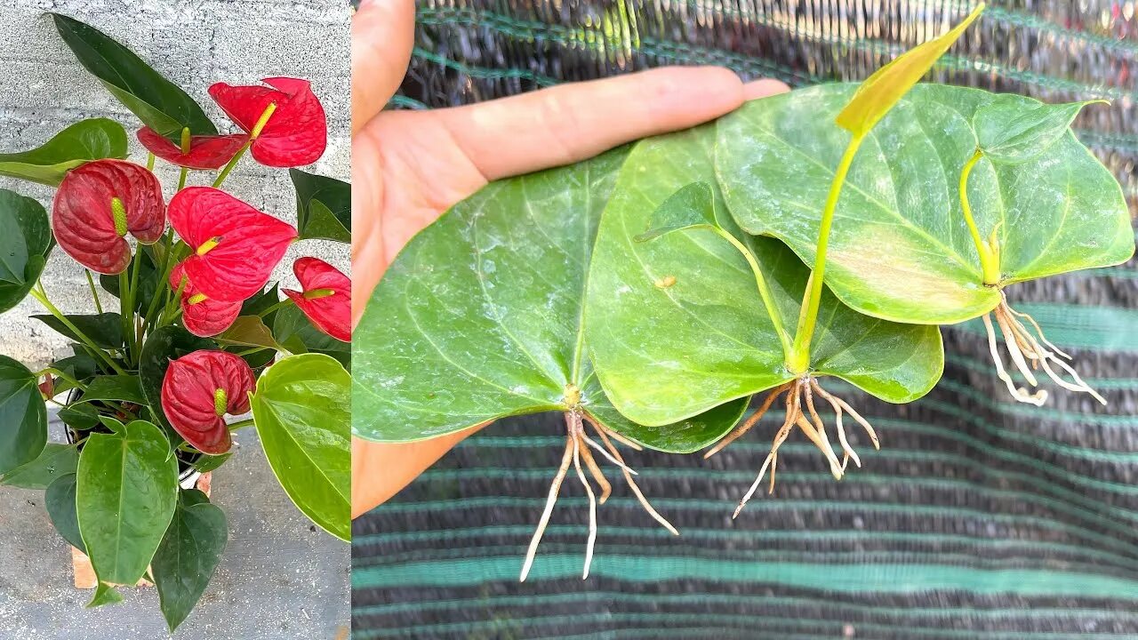 Антуриум корни в воде. Антуриум vittarifolium. Антуриум корни. Антуриум Зизу. Антуриум черенкование.