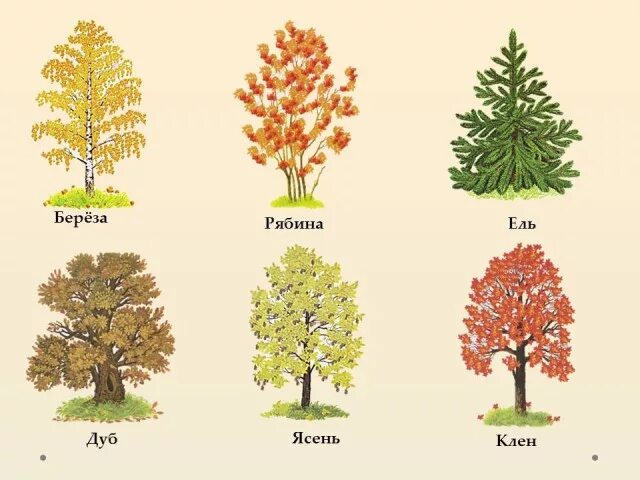 Занятия по развитию речи деревья. Тема деревья и кустарники. деревья подготовительная группа. деревья и кустарники средняя группа. лексическая тема деревья.