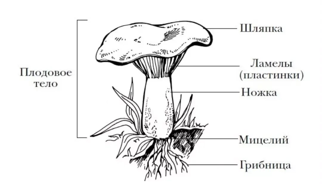 Главная часть любого гриба. Строение шляпочного гриба строение. Строение шляпочных грибов. Строение шляпочного гриба. Строение шляпочного гриба часть гриба.