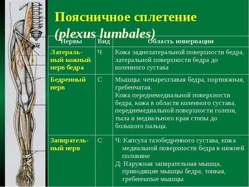 Поясничное сплетение иннервирует таблица. Пояснично крестцовое сплетение топография. Пояснично-крестцовое сплетение таблица. Область иннервации поясничного сплетения.