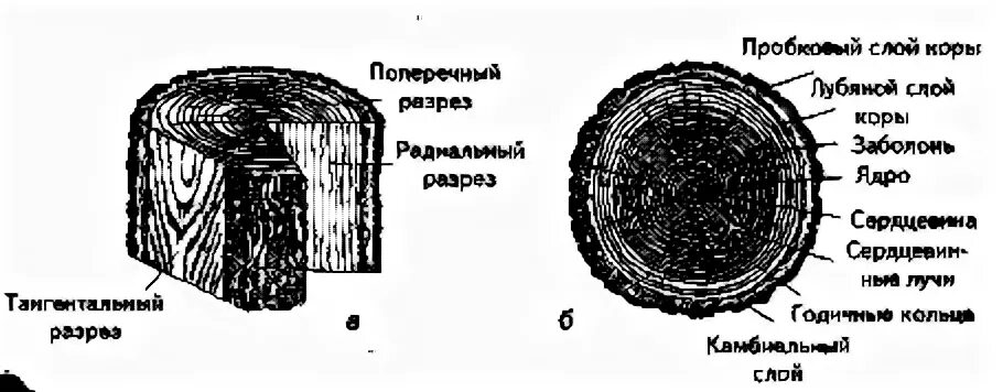В сердцевине ствола происходит отложение запасных. Поперечный распил ствола дерева. Внутреннее строение древесного стебля схема. Камбий поперечный срез ствола рисунок. Поперечный разрез ствола магнолии.