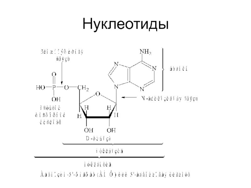Адениновых нуклеотидов. Нуклеотиды формулы. Структура нуклеотида. Строение нуклеотида. Нуклеотиды ДНК.