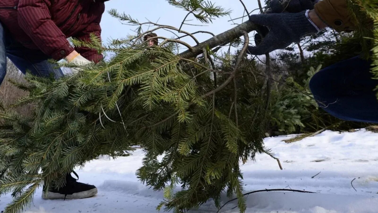 Срубленная ель. Рубка ели. Рубка ели. Рубка деревьев. Спиленная елка.