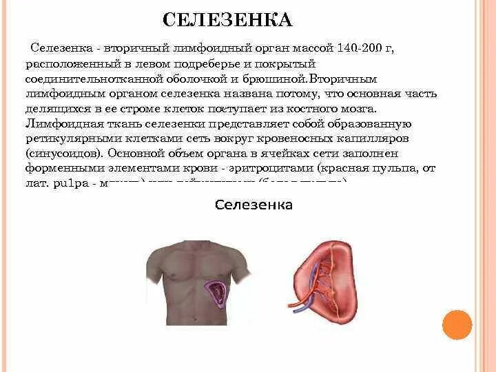 Лечение селезенки у мужчин. Селезенка. Селезёнка болит симптомы. Селезенка лимфоидный орган.