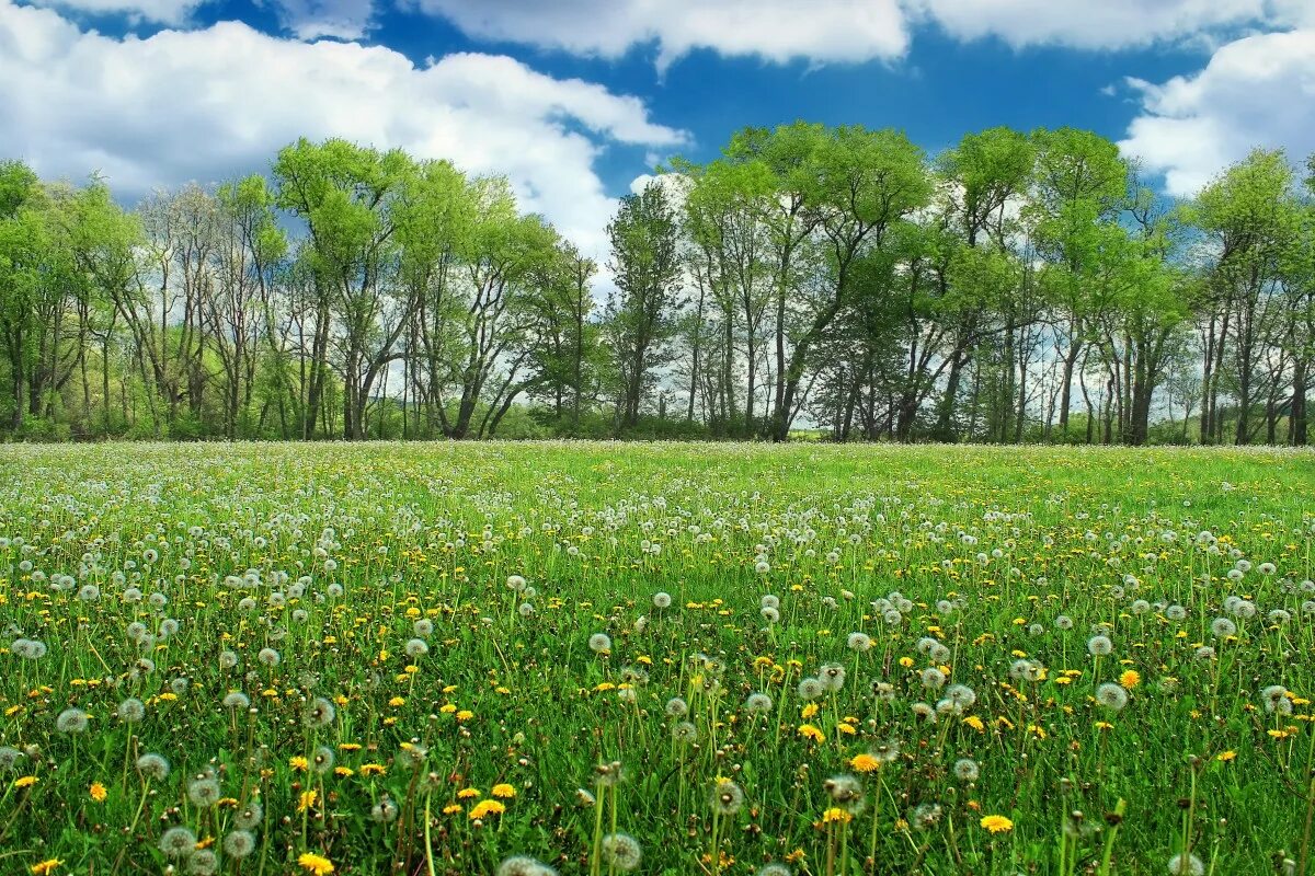 В каком зеленом луге. Природа Полянка. Трава луг. Луг весной. Весеннее поле.