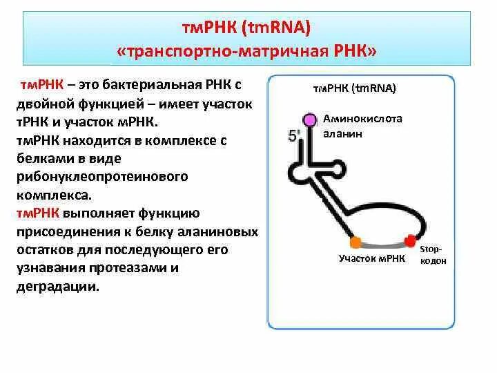 Матричная транспортная рибосомная РНК. Роль матричной РНК. Транспортно-матричные РНК функции. Какую роль выполняют транспортные РНК.