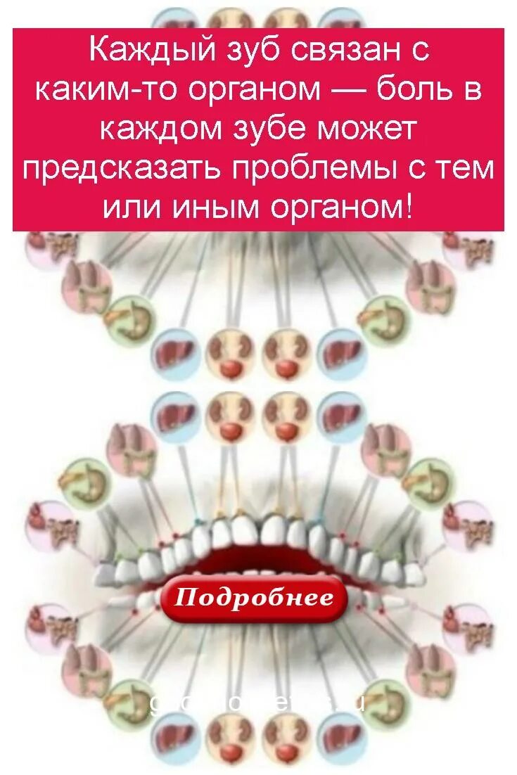 Связь зубов с органами. Каждый зуб связан с органом. Зубы связаны с органами какими какие. Какой зуб связан с каким органом.