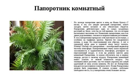 Можно ли обрезать папоротники