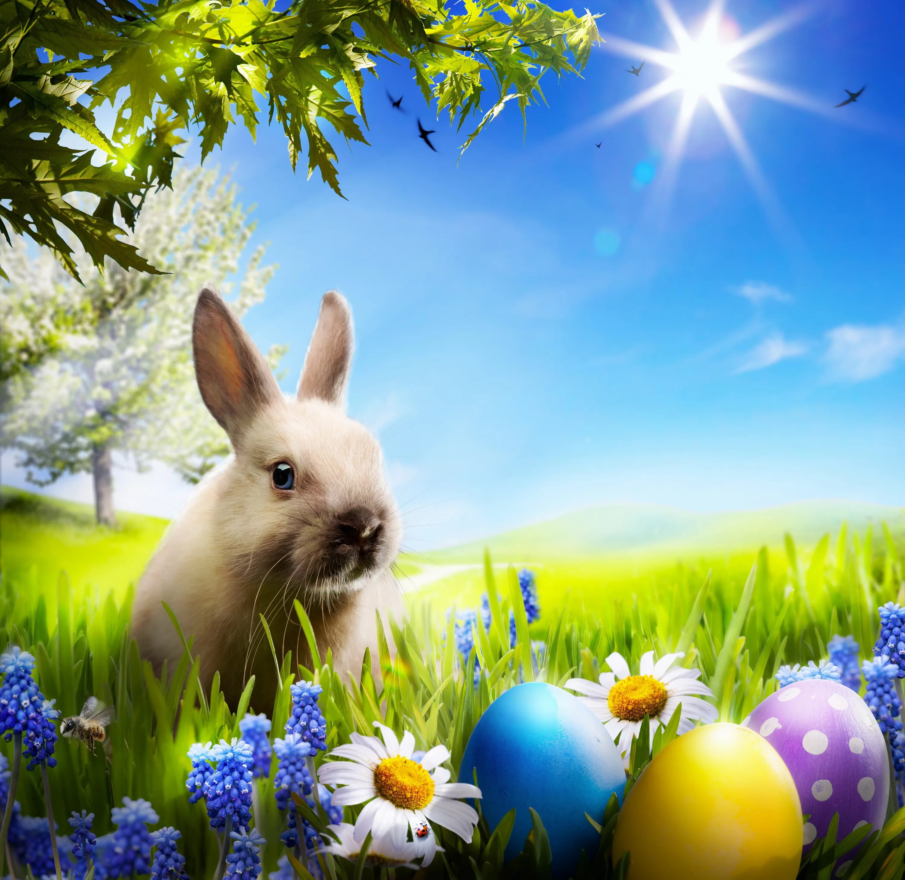 Spring rabbit