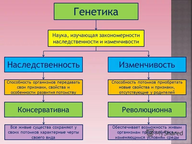 Наследственные факторы определяют