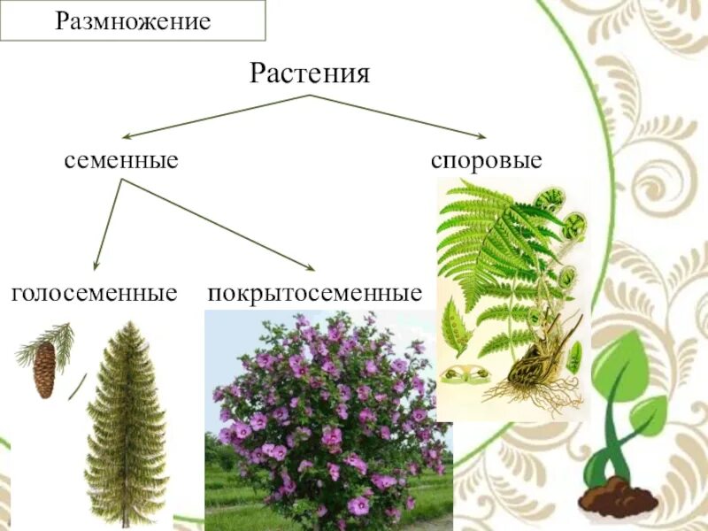 Царство растений споровые и семенные. Низшие, высшие споровые, высшие семенные растения.. Споровые растения семенные растения. Царство растений строение.