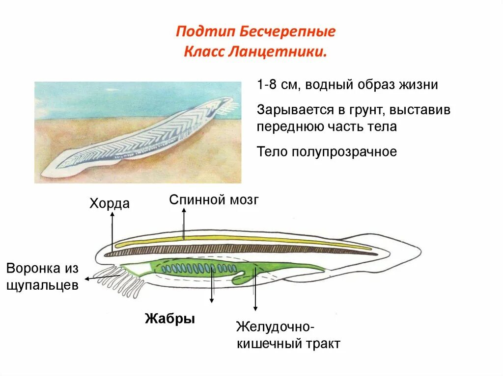 Класс рыбы ланцетники. Тип Хордовые Подтип Бесчерепные класс Головохордовые. Выделительная система ланцетника 7 класс. Общая характеристика хордовых ланцетник 7 класс биология. Тип Хордовые 7 класс биология ланцетник.