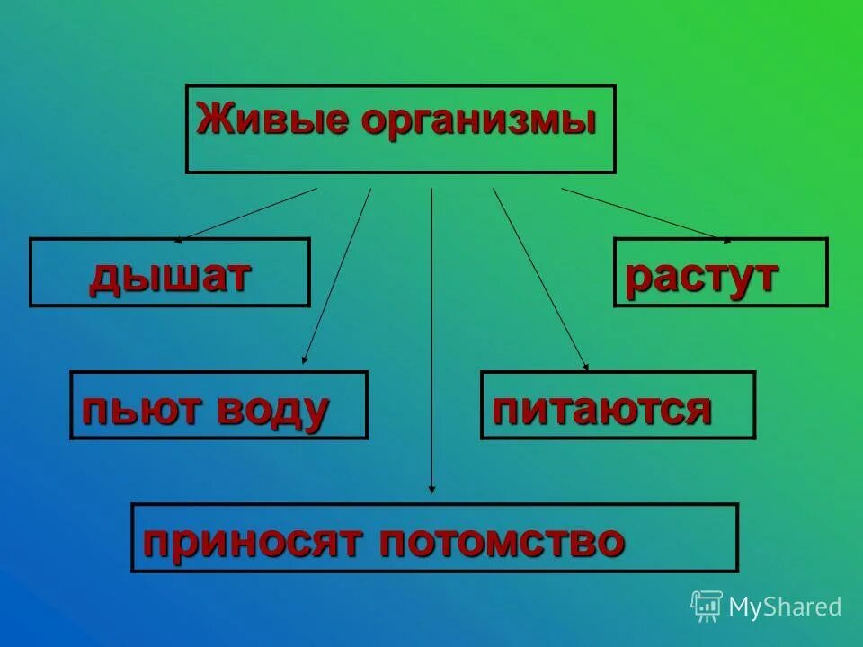 Какие свойства характерны живым организмам